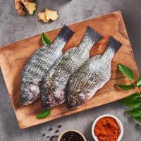 Fresh Tilapia Fish